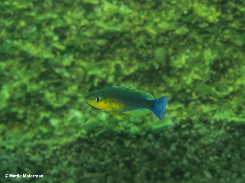 Cyprichromis sp. 'dwarf jumbo' Jakobsen's Beach